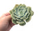 Echeveria 'Snow Shower' 5" Large Succulent Plant