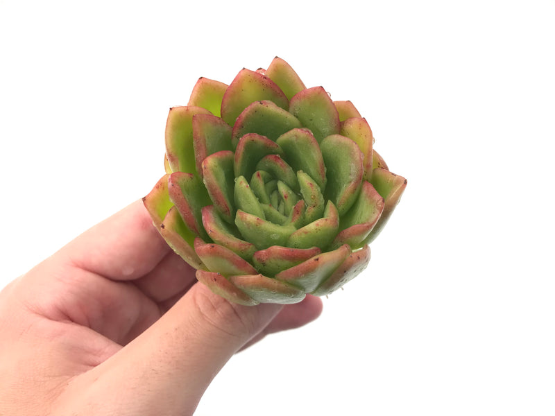 Echeveria Agavoides 'Raja' 2"-3" Rare Succulent Plant