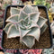 Echeveria 'Madiba' 3"-4" Succulent Plant