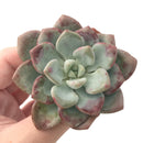 Echeveria 'Amore' 2"-3" Succulent Plant