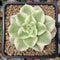 Sedeveria 'Rolly' Variegated 2"-3" Succulent Plant