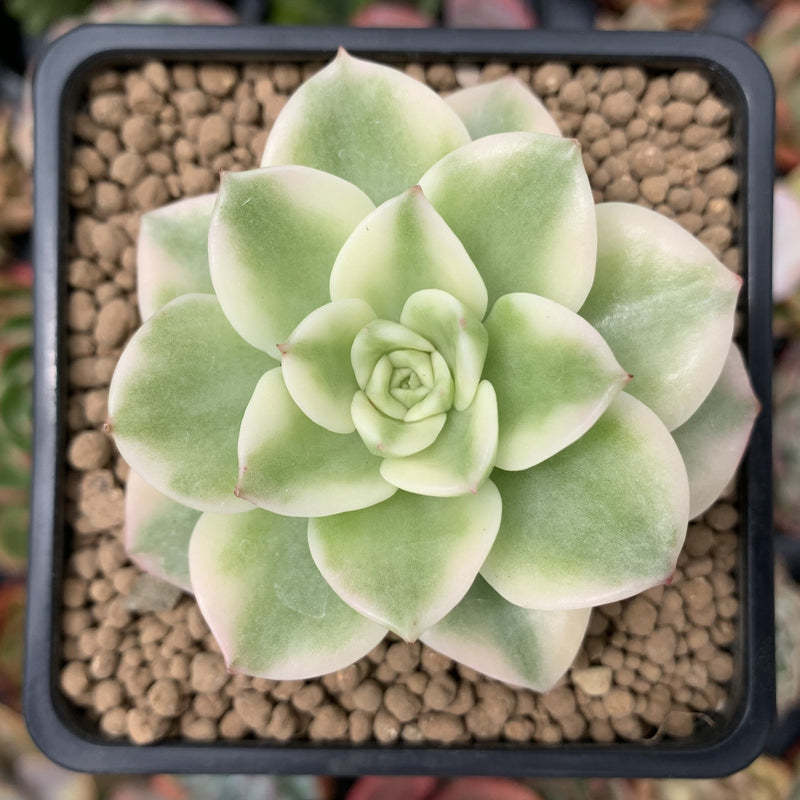 Sedeveria 'Rolly' Variegated 2"-3" Succulent Plant