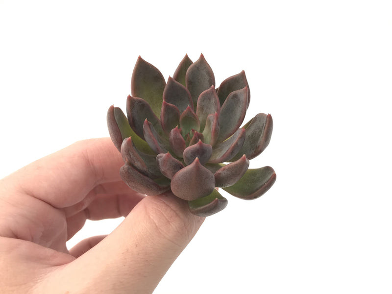 Echeveria Agavoides 'Magic Plot' 2" Rare Succulent Plant