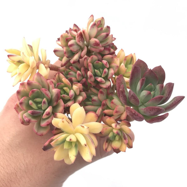 Echeveria ‘Minibelle’ Variegated Large Cluster 5”-6” Rare Succulent Plant