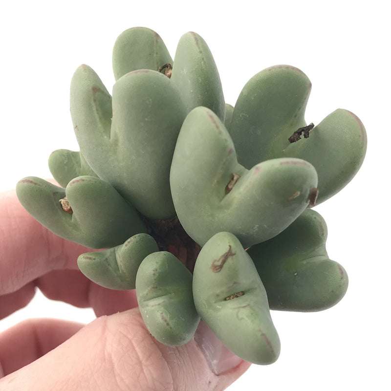 Conophytum 'Bilobum' Cluster 3" Succulent Plant