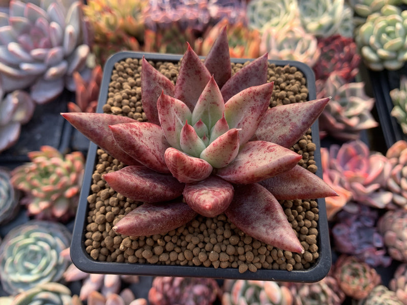 Echeveria Agavoides 'Psyche' 3" Succulent Plant