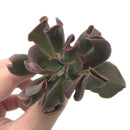 Echeveria 'Black Hawk' 3" Succulent Plant