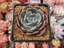 Echeveria 'Color Liner' 2"-3" Succulent Plant