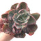 Echeveria 'Beyonce' Hearts Delight Variegated 4" Rare Succulent Plant