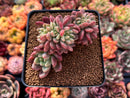 Pachyveria 'Paradoxa' Crested 3" Succulent Plant