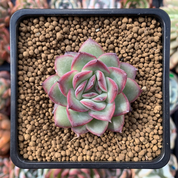 Echeveria 'Coroki' 2" New Hybrid Succulent Plant