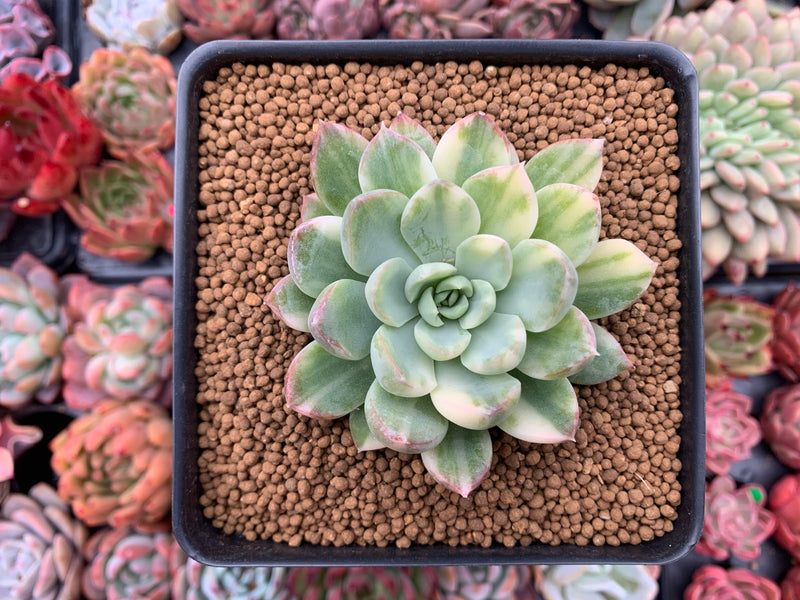 Echeveria 'Brit Ceramic' Variegated 3"-4" Succulent Plant