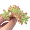 Sedum 'Pachyphyllum' Crested Cluster Small 2" Succulent Plant