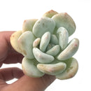 Pachyveria 'Pearl Berry' 2" Rare Succulent Plant