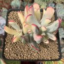 Cotyledon 'Orbiculata' Variegated 4" Succulent Plant