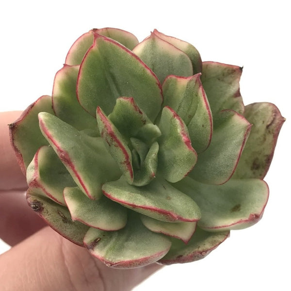 Echeveria Agavoides sp Variegated 2" Succulent Plant