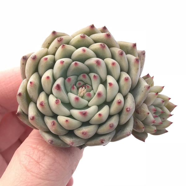 Echeveria Colorata X Sarahime 1”-2” Rare Succulent Plant