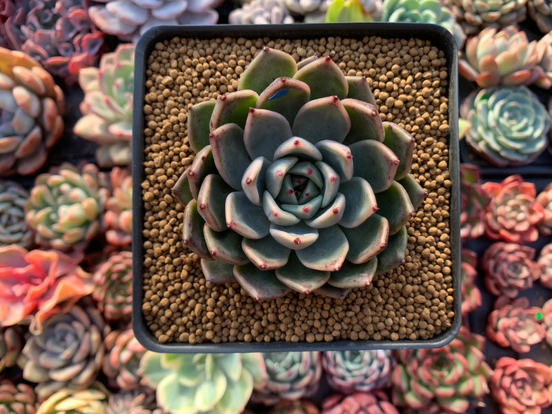 Echeveria Agavoides 'Zaragoza x Ebony'' 2"-3" Succulent Plant