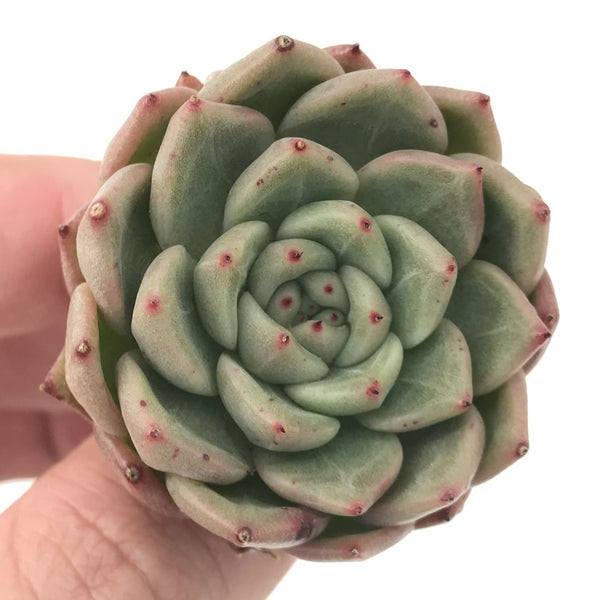 Echeveria Agavoides 'Rajoya' 1" Succulent Plant