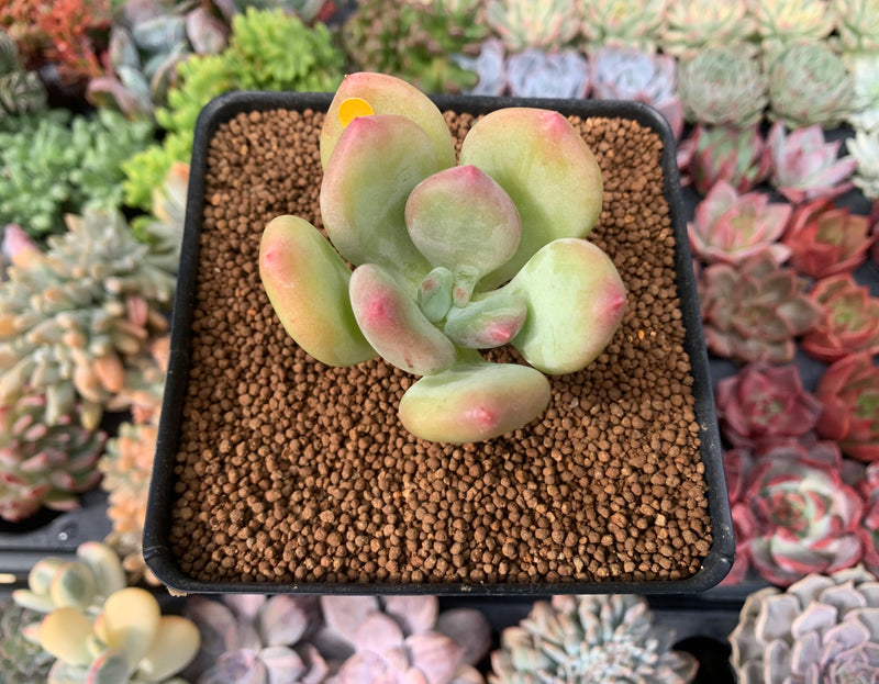 Pachyphytum 'Doctor Cornelius' 2" Succulent Plant