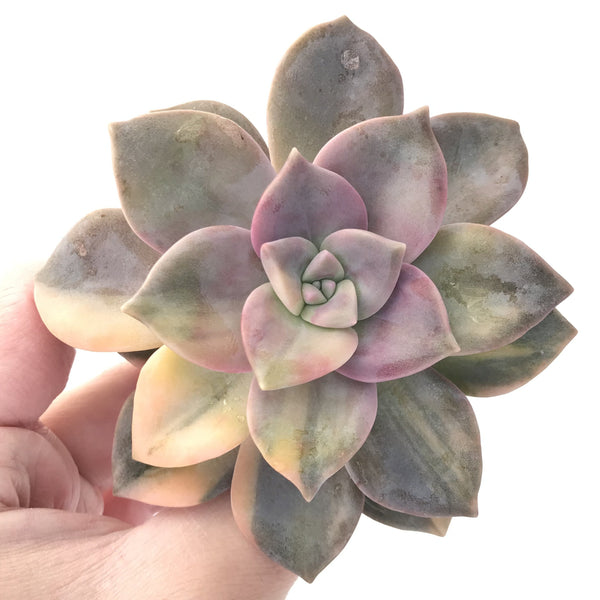 Graptopetalum Purple Delight Variegated 4" Rare Succulent Plant