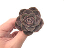 Greenovia 'El Hiero' 1"-2" Rare Succulent Plant