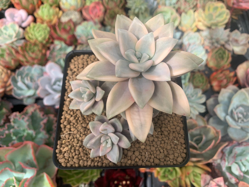 Graptopetalum 'Paraguayense' Variegated 3" Succulent Plant