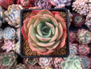 Echeveria 'White Snow' 3" Succulent Plant