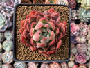 Echeveria sp. 4" Succulent Plant