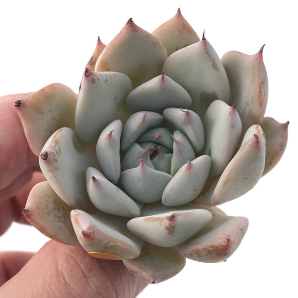 Echeveria 'Larega' Powdery 2" Succulent Plant