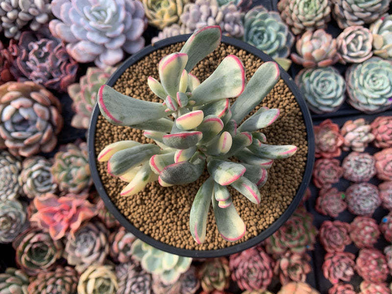 Cotyledon 'Orbiculata' Variegated 5" Cluster Succulent Plant