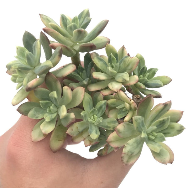 Echeveria ‘Minibelle’ Variegated Cluster 4" Rare Succulent Plant