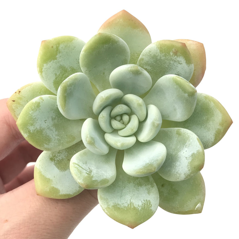 Echeveria 'Chloe' 3" Powdery Succulent Plant