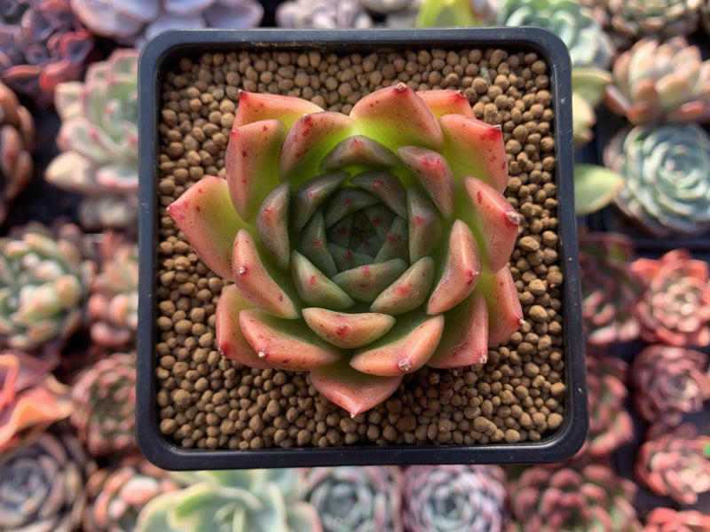 Echeveria Agavoides 'Elizabeth' 2" Succulent Plant