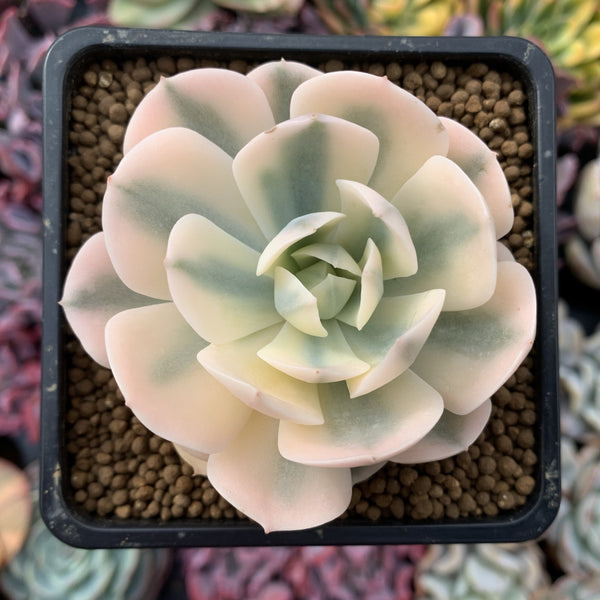 Echeveria Runyonii Variegated (Aka Echeveria 'Akaihosi' Variegated) 2" Succulent Plant