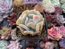 Echeveria 'Exotic' 1” Powdery Succulent Plant