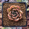 Echeveria Agavoides 'Timmo' 1" Succulent Plant