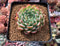 Echeveria Agavoides 'Aaron' 4" Succulent Plant