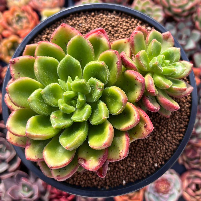 Cremneria 'Chubbs' (Cremnophila linguifolia x Echeveria setosa var. ciliata) 4" Succulent Plant