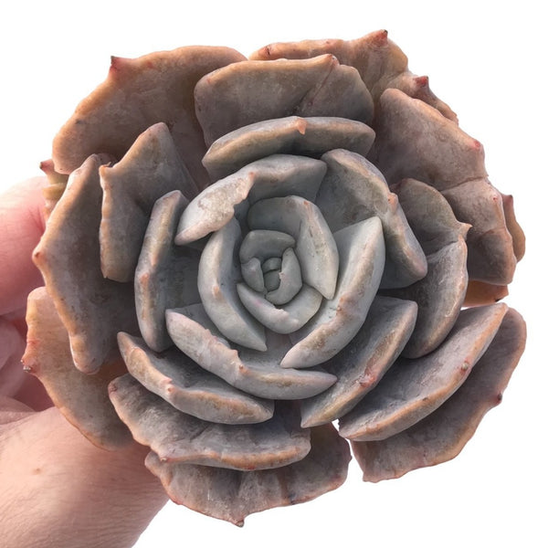 Echeveria 'Lilacina' Monstrose Variegated 4" Succulent Plant