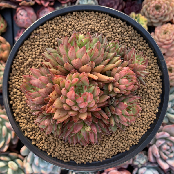 Echeveria Agavoides 'Rainstar' Cluster 5" Succulent Plant