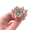 Echeveria 'Larega' Powdery 2" Succulent Plant