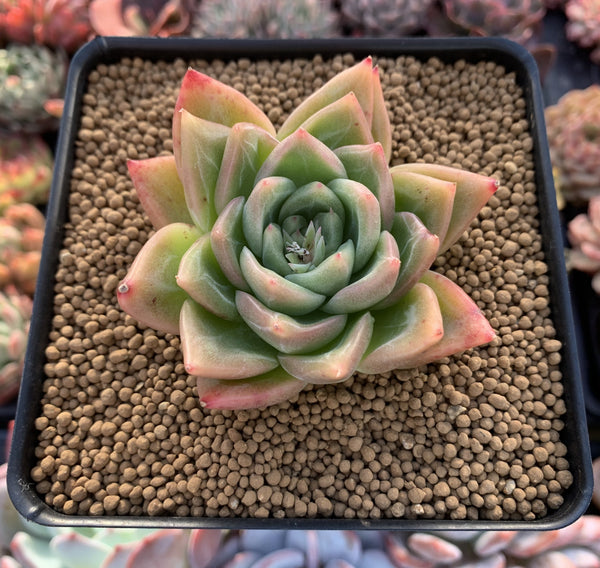 Echeveria Agavoides 'Snow Elian' 3" Succulent Plant