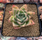 Echeveria Agavoides 'Snow Elian' 3" Succulent Plant