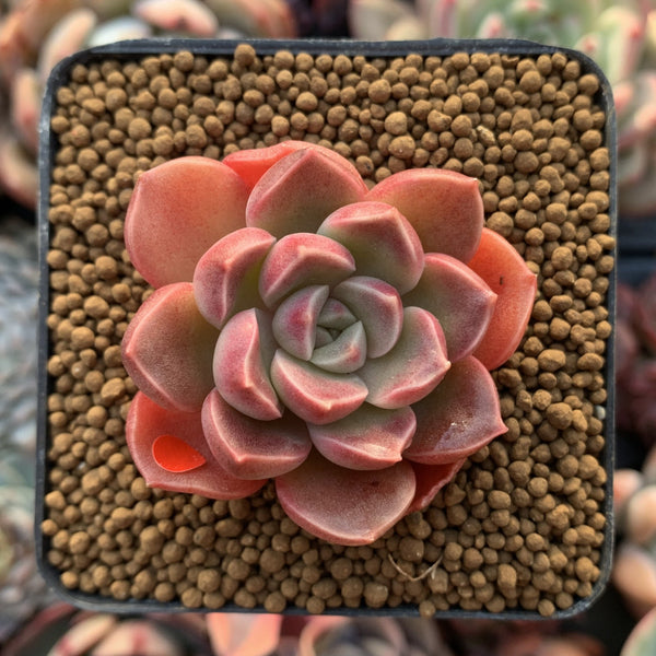 Echeveria 'Moralbi' 1" Succulent Plant