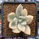 Graptoveria 'Opalina' Variegated 1"-2" Succulent Plant