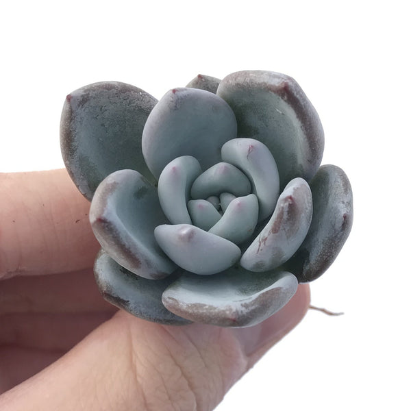 Echeveria 'Ivory' 1"  Powdery Succulent Plant