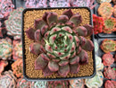 Echeveria Agavoides 'Golden Bear' 3"-4" Succulent Plant