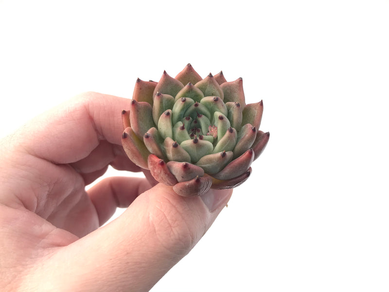 Echeveria 'Red Tips' 1"-2" Succulent Plant