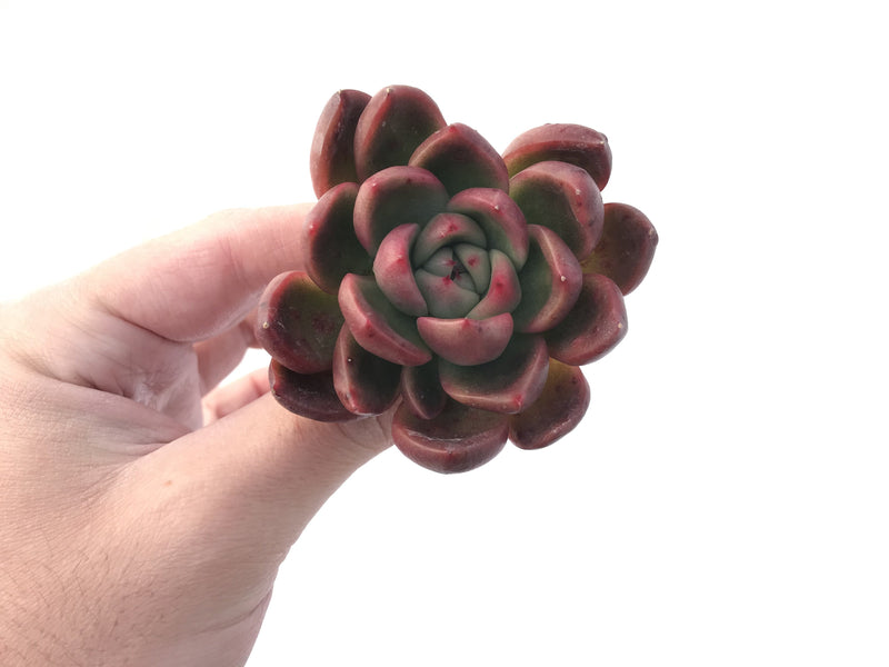 Echeveria Agavoides 'Arabesque' 3" Succulent Plant